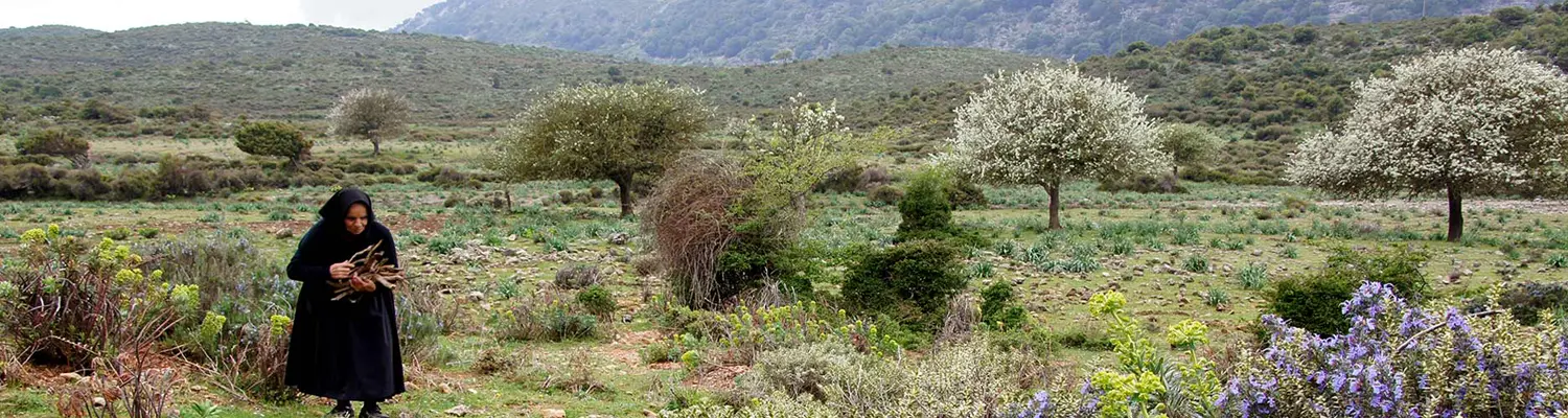 person gathering wood in field