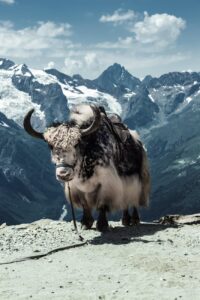 A yak with long shaggy fur and large curved horns stands on a rocky ledge with a saddle on its back.