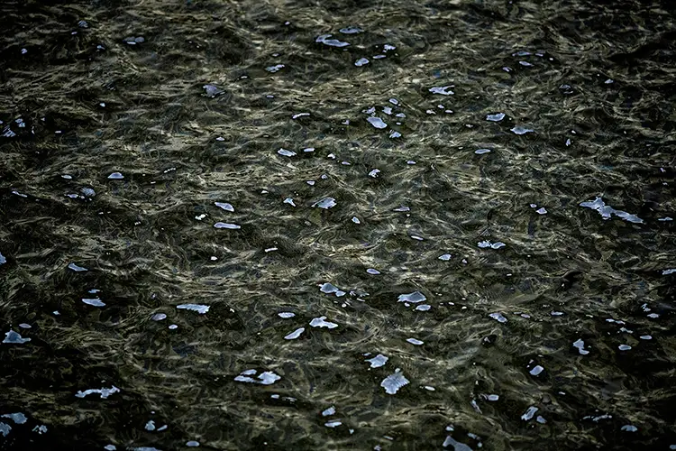 Dark, gently rippling water surface with scattered small highlights reflecting light across the textured waves.