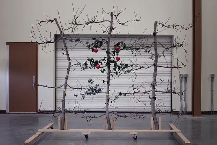 Still from A Common Sequence. Three trees are held up by a wooden frame inside a warehouse building. Only the center tree has leaves and red apples.
