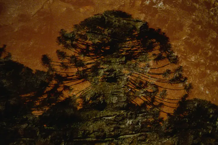 Still from Archipelago of Earthen Bones – To Bunya by Malena Szlam