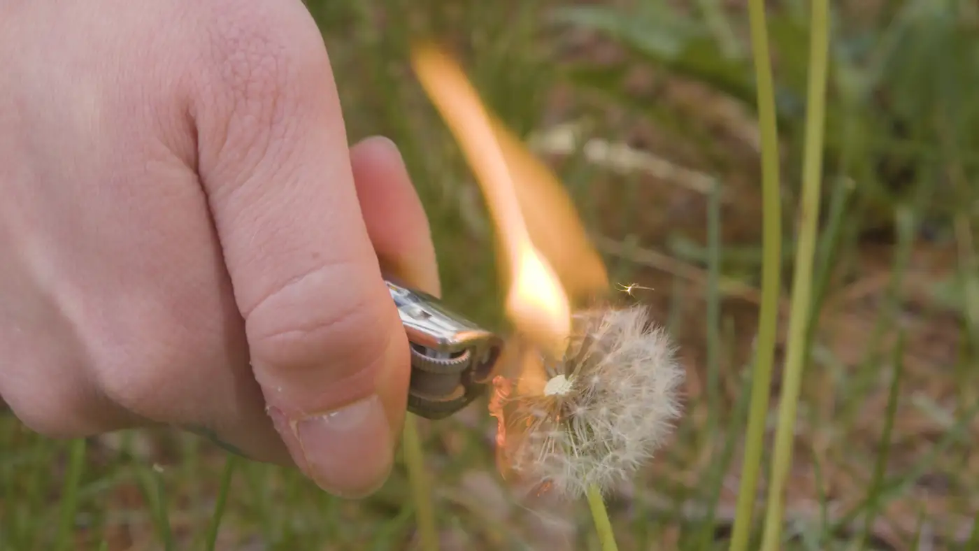 Hand holding a lighter burning a dandelion in the grass.