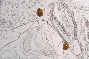 Two ladybugs positioned on a detailed black‑and‑white topographic-style illustration.