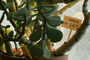 A close up of a house plant in front of a window. A sign reading "I drink a lot" is stuck in the soil.