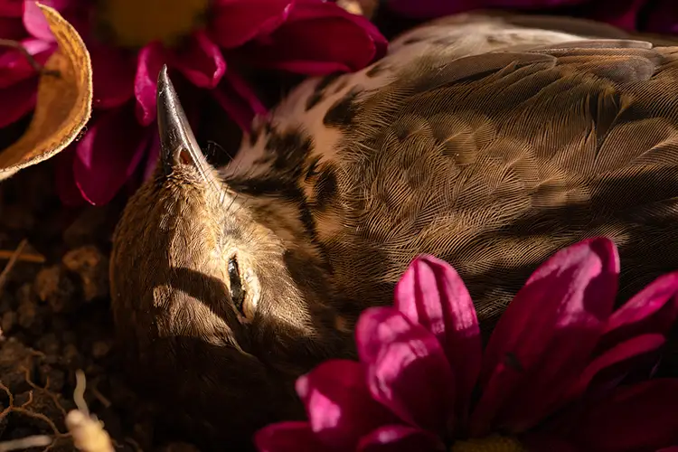 A recently dead sparrow laying surrounded by bright pink flowers