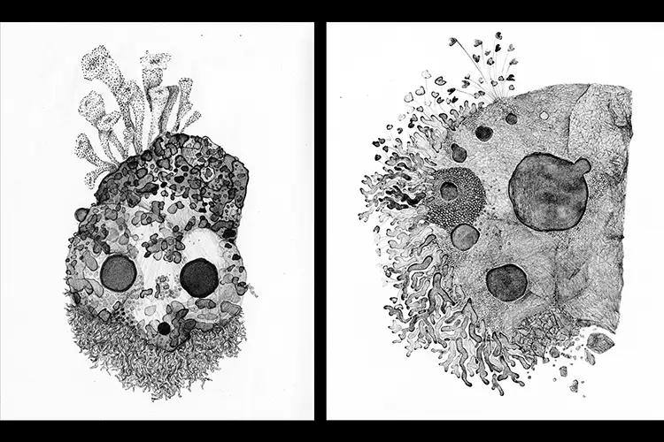 Two prints of rocks covered in moss where the growth somewhat resembles a face