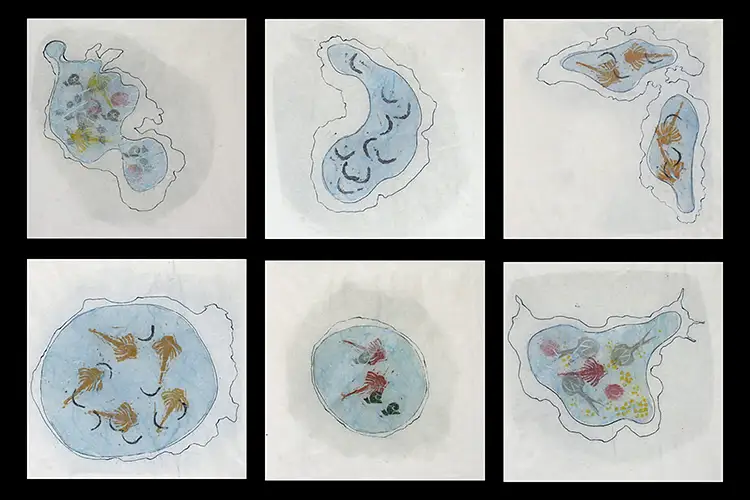 Six drawings of pools of water containing various dessert marine life