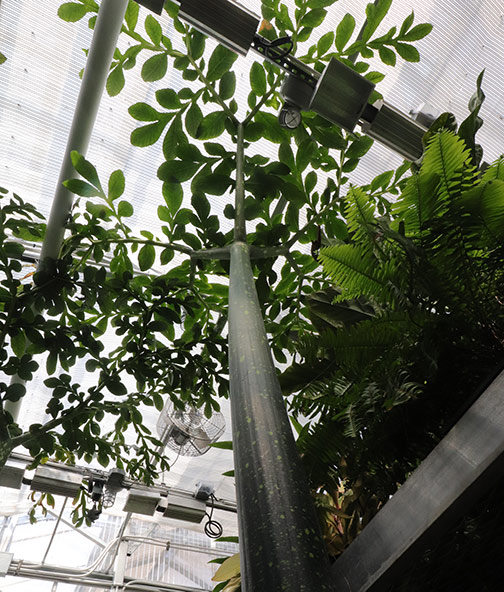 UWM Biological Sciences Greenhouse | Titan Arum Bloom | Biological Sciences