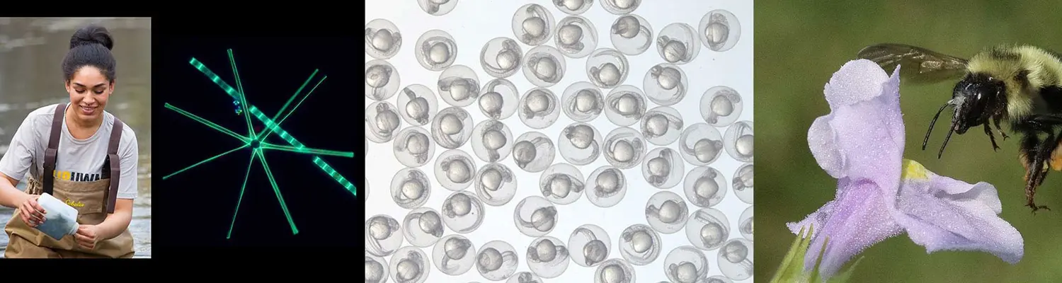 montage including person doing research, close up of cells, and a bee on a flower