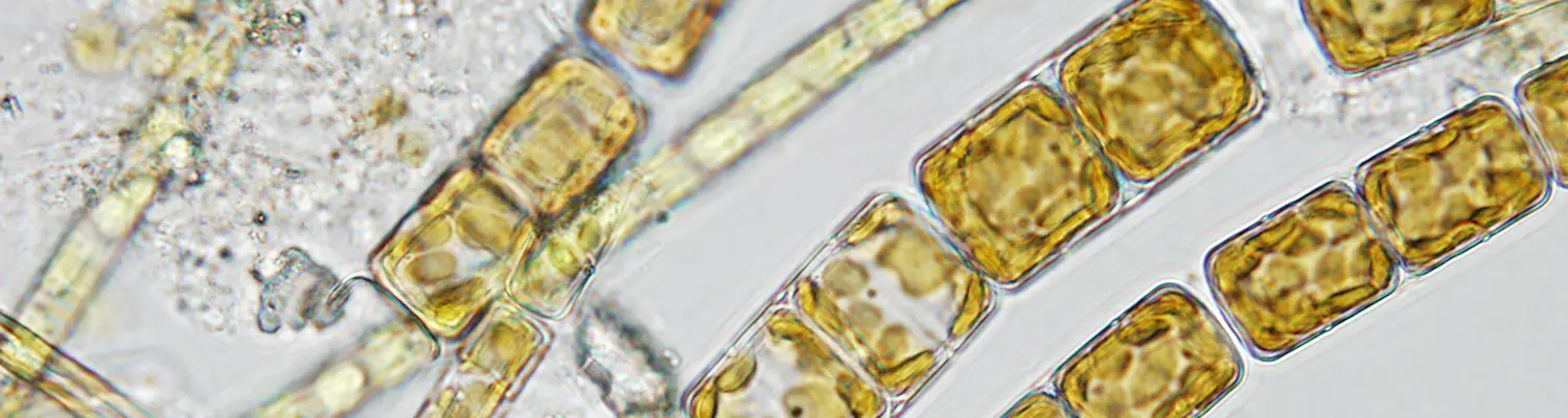 microscopic closeup of cells