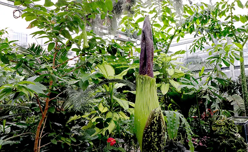 corpse flower in greenhouse