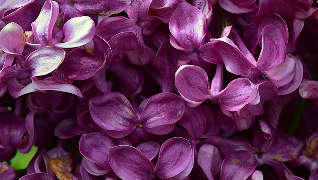 lilacs
