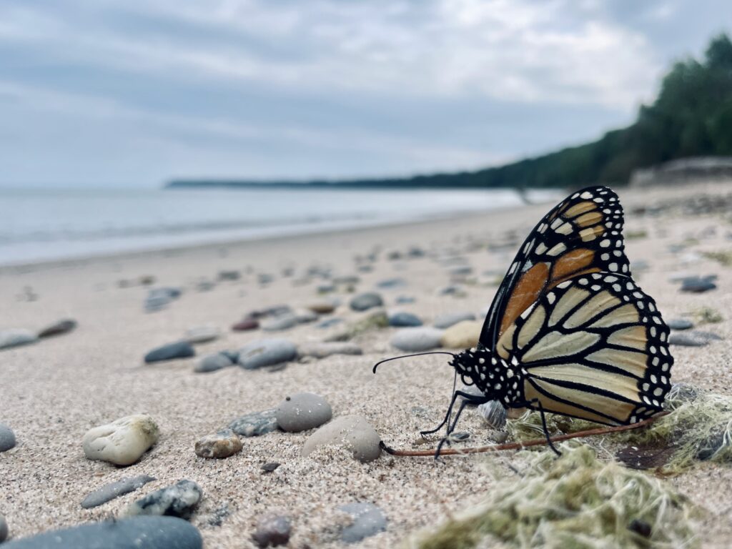 A butterfly sits on the sand, surrounded by smooth, flat stones.