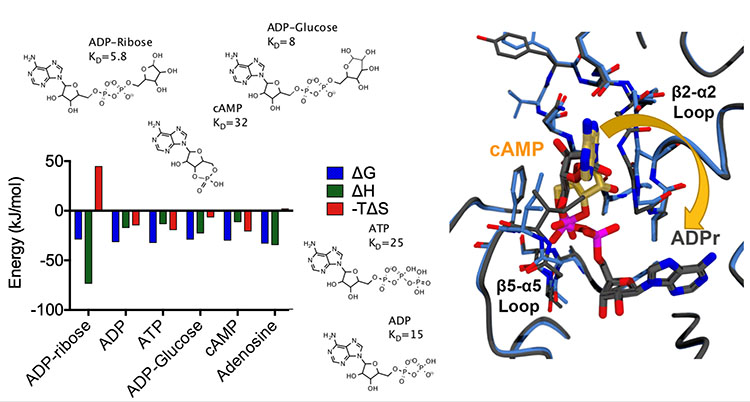 Figure showing binding affinities and thermodynamics of adenosine-containing ligands to Mac1 macrodomain. Chemical structures of ADP-ribose (KD=5.8), ADP-Glucose (KD=8), cAMP (KD=32), ATP (KD=25), ADP (KD=15), and Adenosine are shown alongside a grouped bar chart comparing ΔG, ΔH, and −TΔS values. A structural inset shows cAMP and ADP-ribose bound at the Mac1 active site with the β2-α2 and β5-α5 loops labeled.