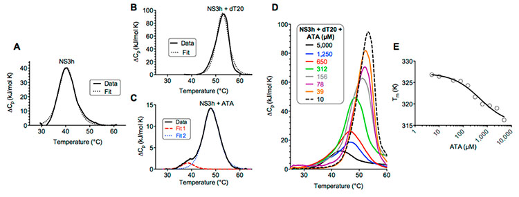 Five-panel DSC figure (A–E) showing thermal unfolding of NS3 helicase (NS3h). Panel A: NS3h alone (~40°C). Panel B: NS3h + dT20 oligonucleotide (~52°C). Panel C: NS3h + ATA inhibitor showing two fitted unfolding transitions. Panel D: NS3h + dT20 + ATA at concentrations from 10–5,000 µM showing concentration-dependent peak shifts. Panel E: Tm (K) versus ATA concentration (µM) on a log scale, showing a sigmoidal decrease in Tm with increasing ATA.
