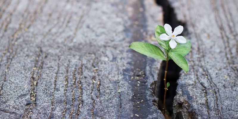 Closeup of small white flower bursting through cracks in cement.