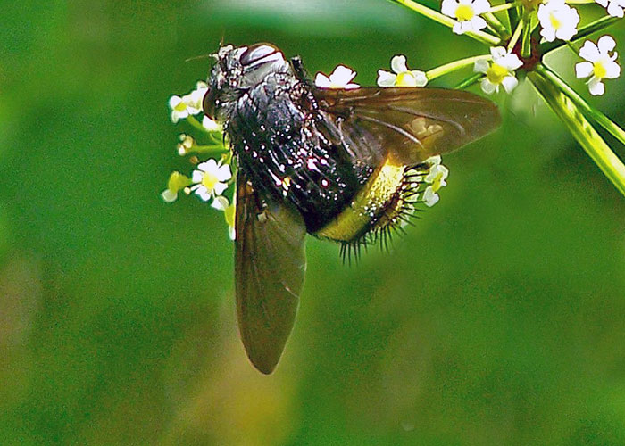 tachinid-fly-1