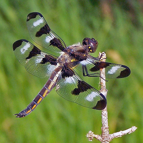 Dragonfly 2 | Field Station