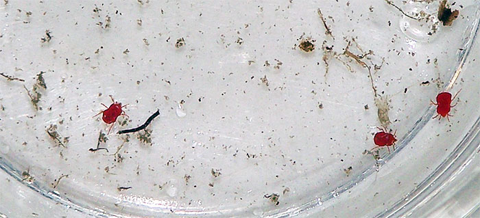 water mite larvae