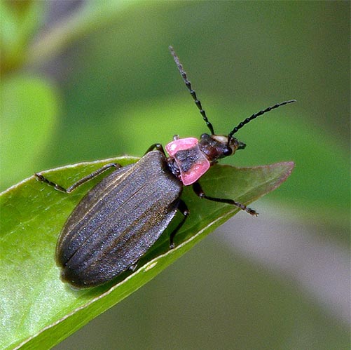 Adult fireflies are often seen on leaves in the daytime.