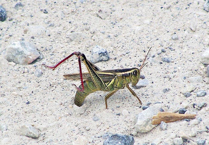 A Two-lined grasshopper ovipositing on a country road.