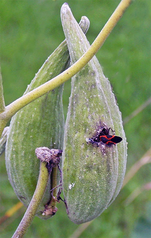 Small Milkweed bug