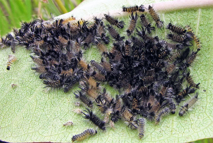 Young Milkweed tussock moth caterpillars feed in groups