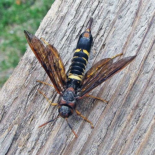 A pigeon horntail or wood wasp