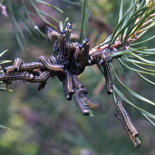 Sawfly larvae chow down on older needles of pines