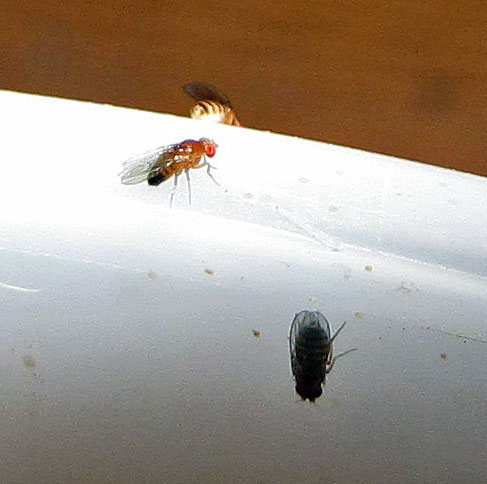 Fruit flies enjoy the ecological benefits of compost buckets