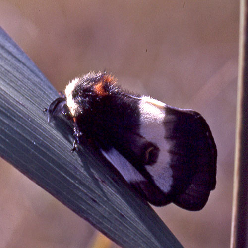 buck-moth-1