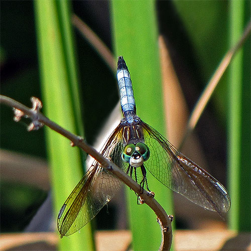 A male blue dasher strikes an aggressive pose for the photographer