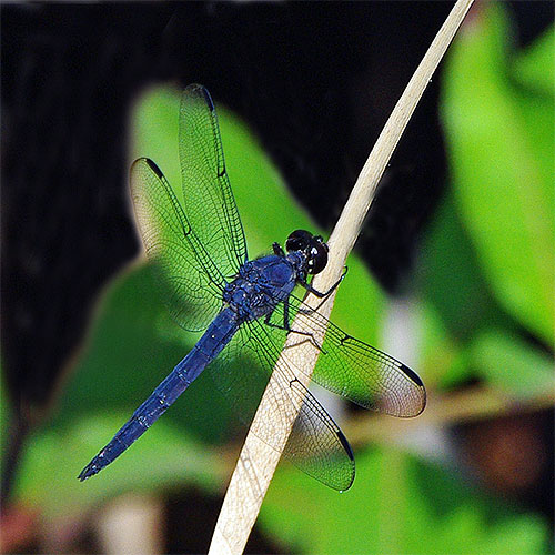 Slaty skimmers survey their world from perches on twigs, flying out to nab their food