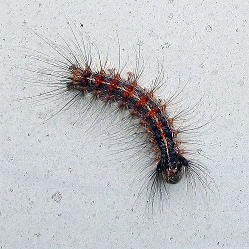 An early-instar caterpillar
