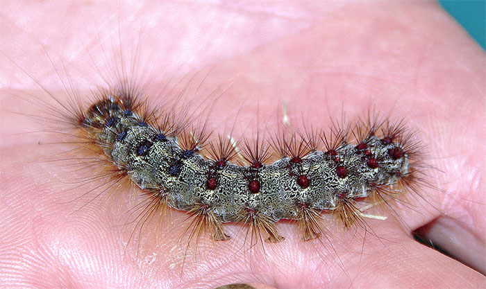 A mature caterpillar