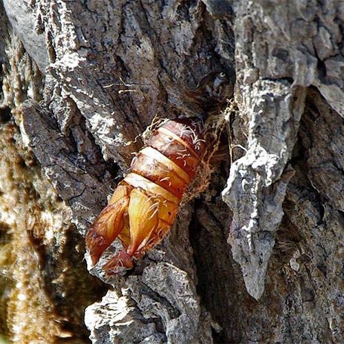 An empty pupal case in a crevice in tree bark