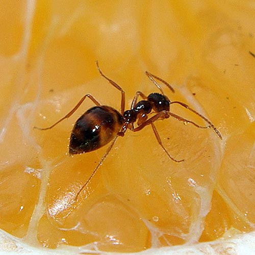 ant-orange-7