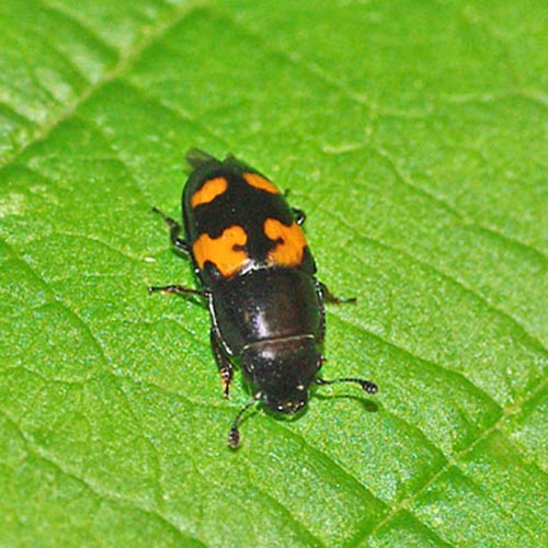 sap-beetle11-8rz