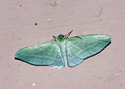 emerald-bad-wing11-1