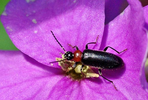 fire-colored-beetle-pedilus11