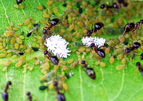 scymnus-ladybug-larva13-2sm