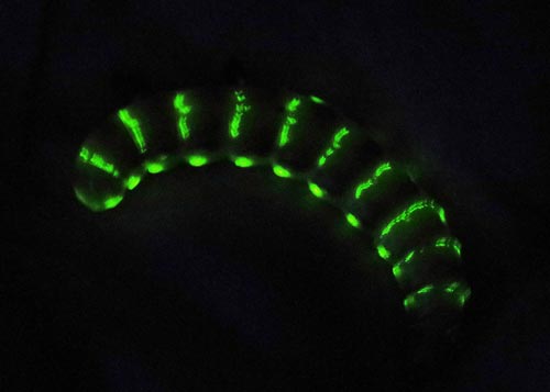 glowworm-beetle14-3rz