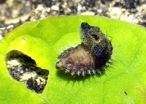 tortoise-beetle-larva%2c-morning-glory-1brz-tom