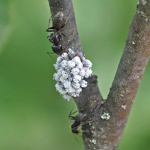 wooly-alder-aphid-ant14-3rz