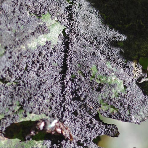 wooly-aphid-sooty-mold13-1rz