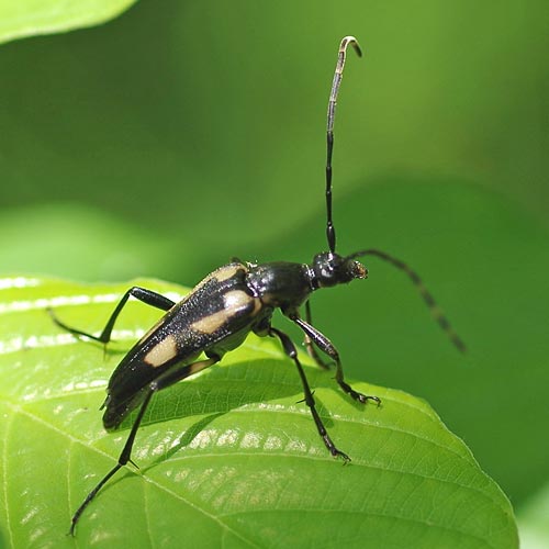 L:eptura Subhamata beetle