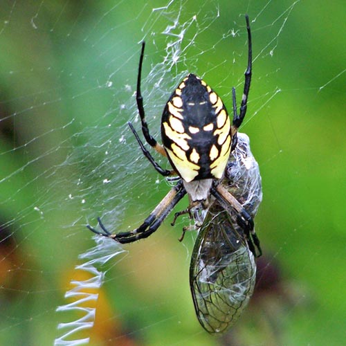 Spider Wraps Cicada