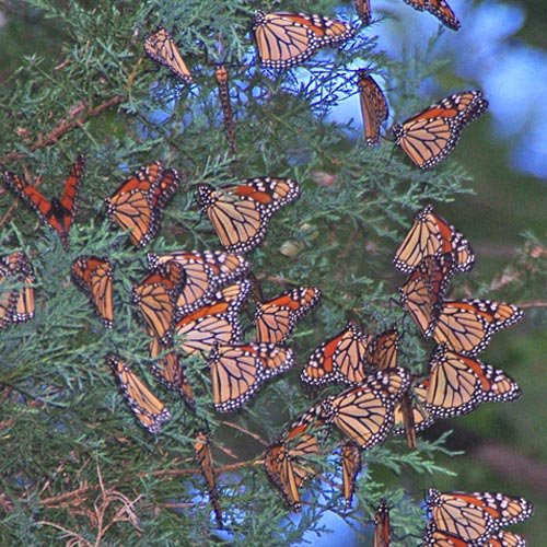 Migrating Monarch
