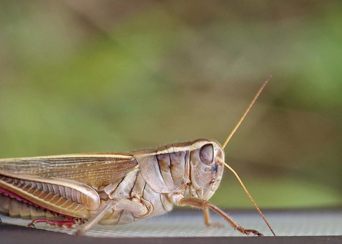 a-two-striped-grasshopper15-1rz