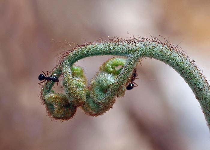 Ants on Fern 2